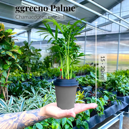 ggreeno® Palme in Salbei