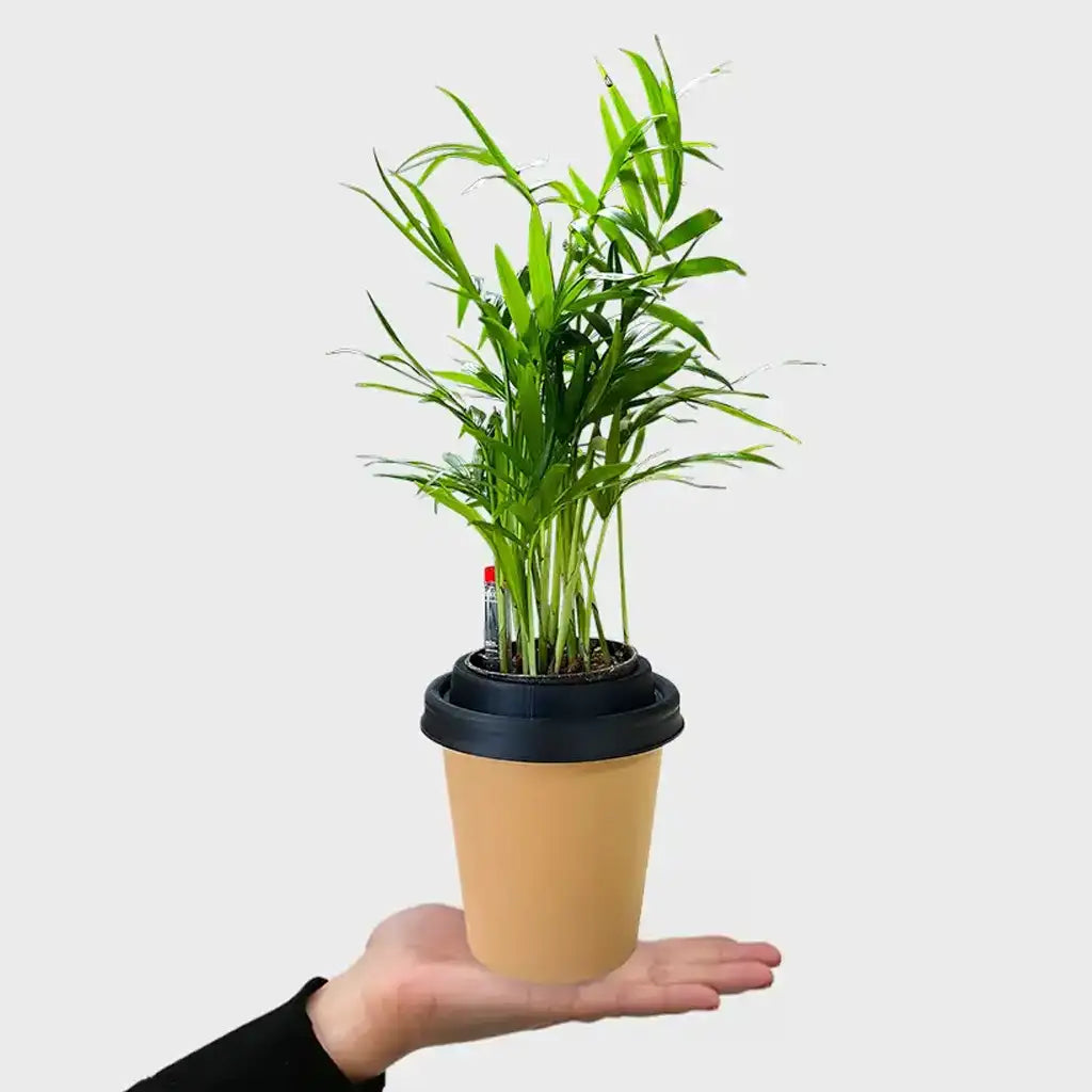 Mix & Match ggreeno® Tischpflanzen