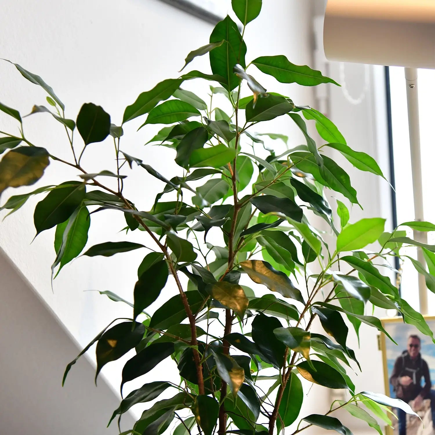 Details der Blätter von Hydropflanze Ficus Benjamini