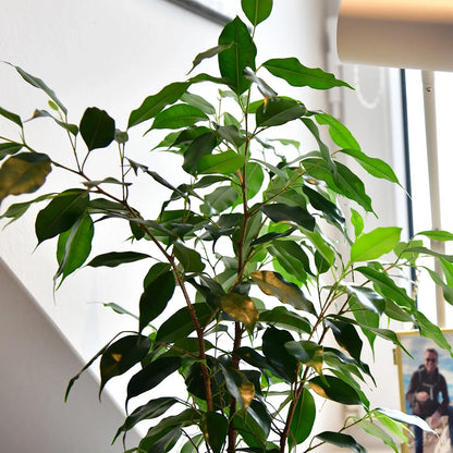 Details der Blätter von Hydropflanze Ficus Benjamini
