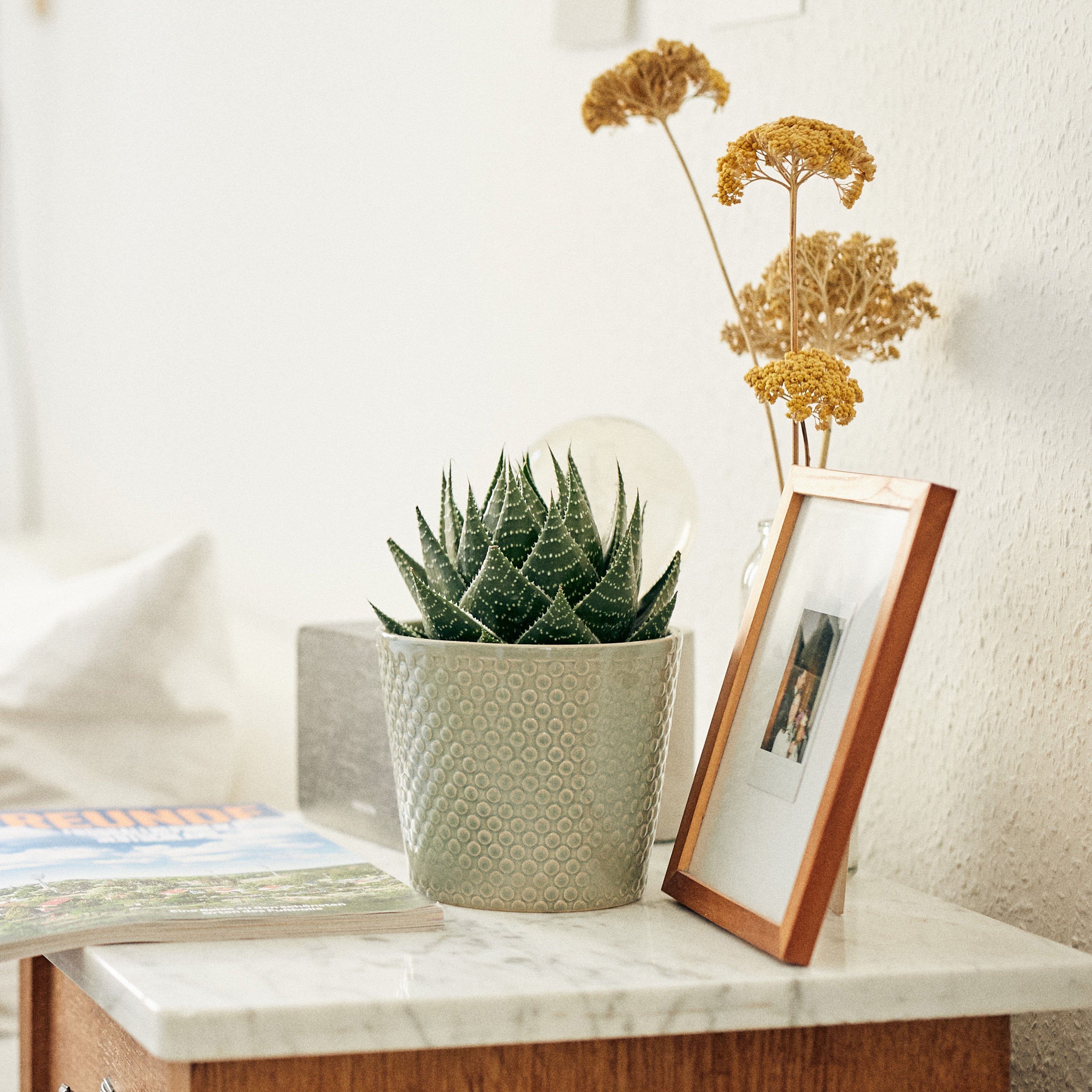 Aloe Vera Zimmerpflanze