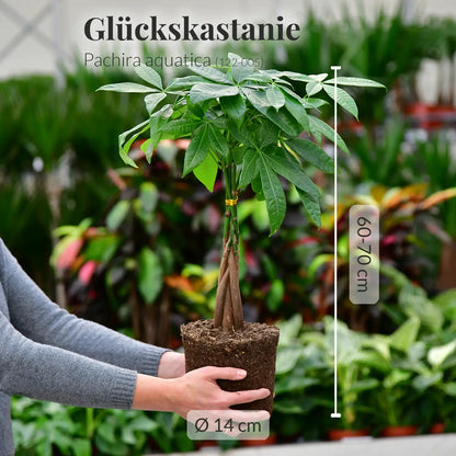 6er Box Happy Cat