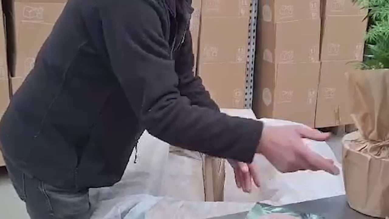 Video laden: So funktioniert die Winterverpackung Pflanzen
