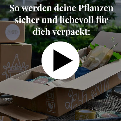 Kiribaum CO2 Klimabaum