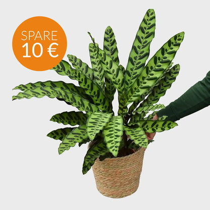 Calathea Lancifolia