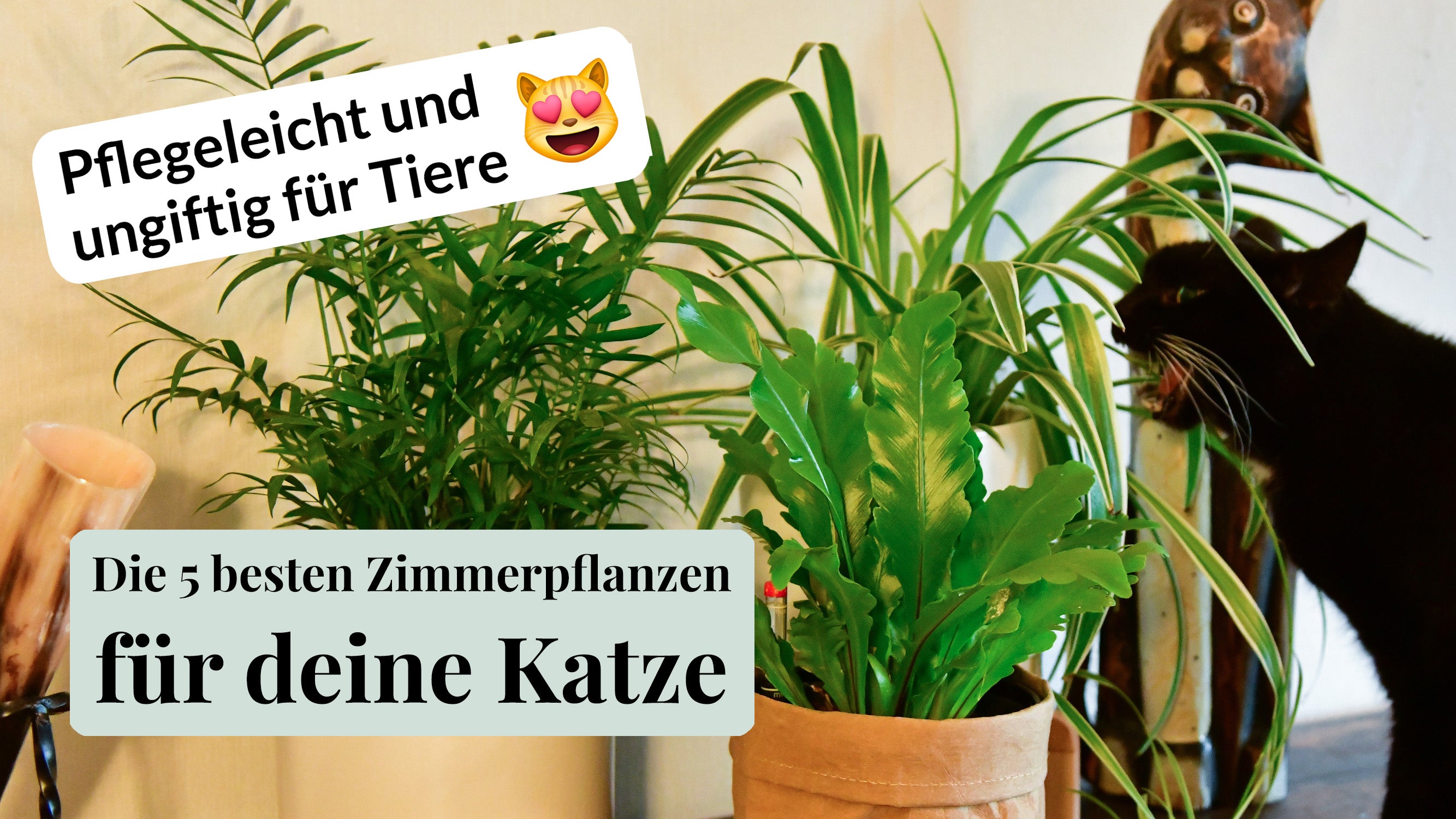 Video laden: die 5 besten katzenfreundlichen Zimmerpflanzen: Ungiftig &amp; nicht scharfkantig