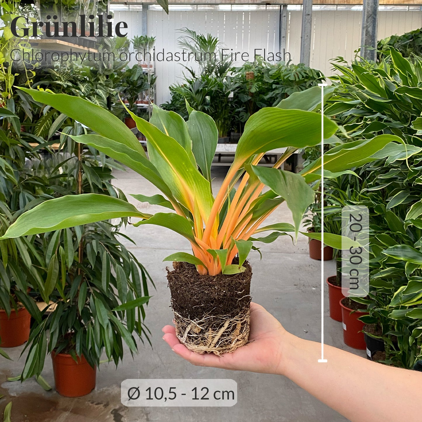 Grünlilie/Chlorophytum mit Maßangaben frisch vom Gärtner