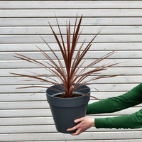 Palme Down Under, 70-80cm