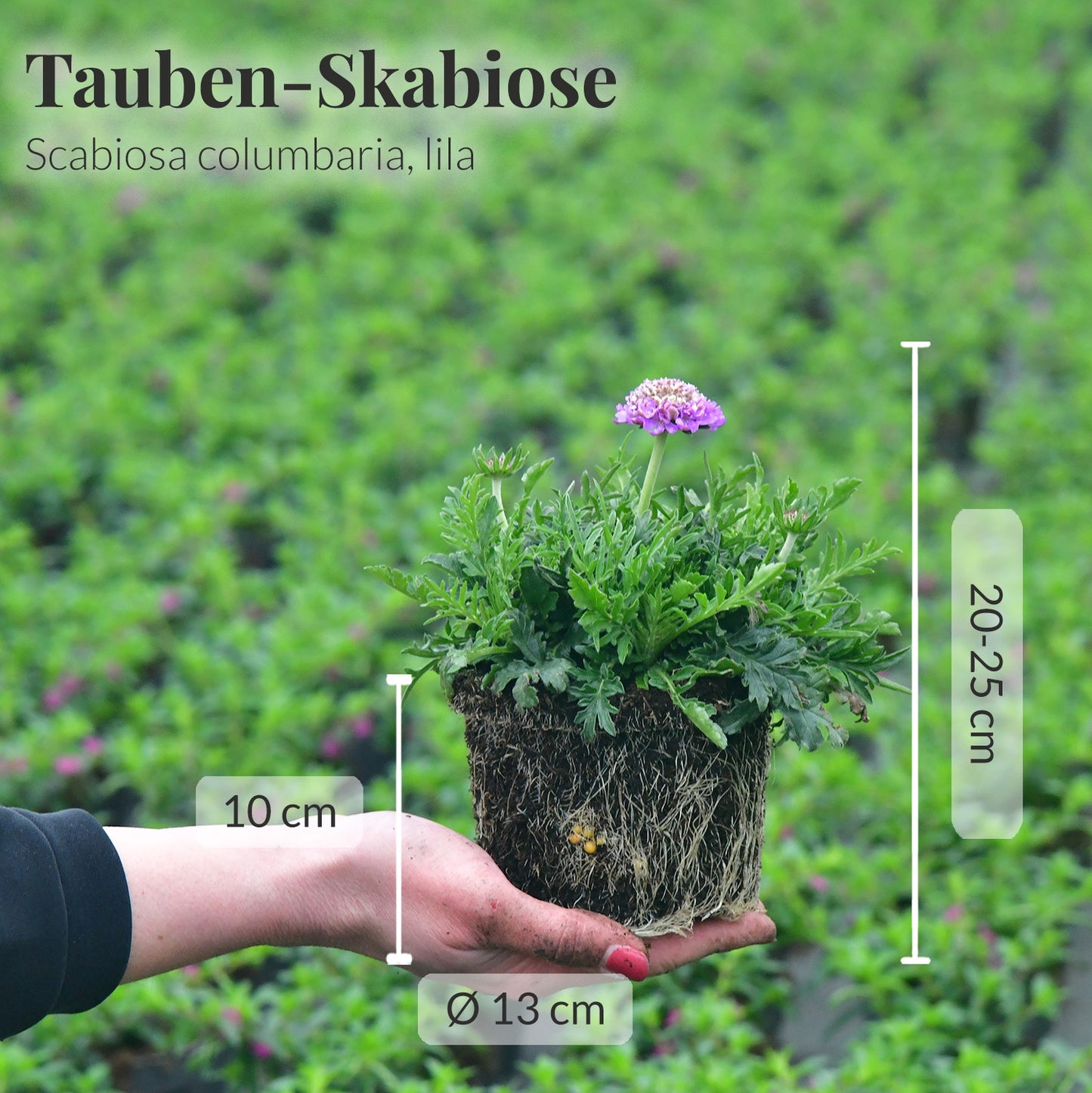 Tauben Scabiosa in blau