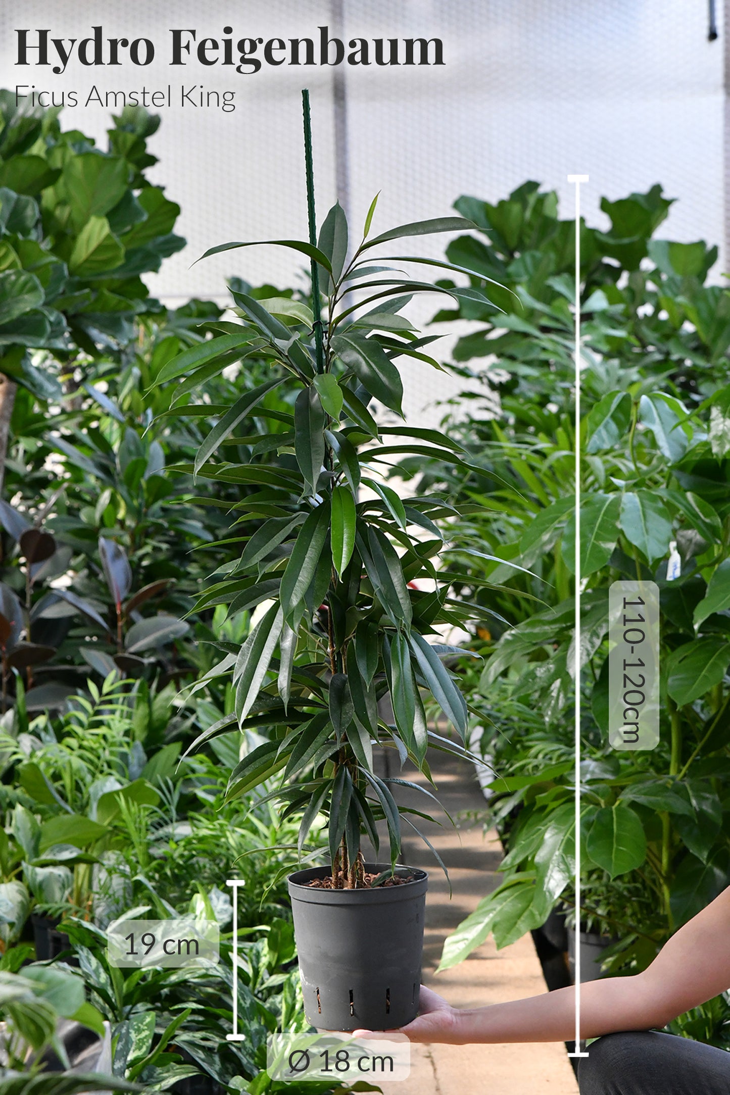 HYDRO SET XL Büropflanze Ficus Amstel King mit Vase Classico