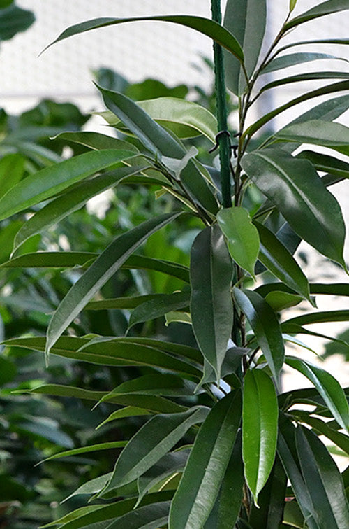 HYDRO SET XL Büropflanze Ficus Amstel King mit Vase Classico