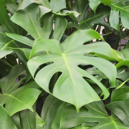 Große Monstera, 90cm