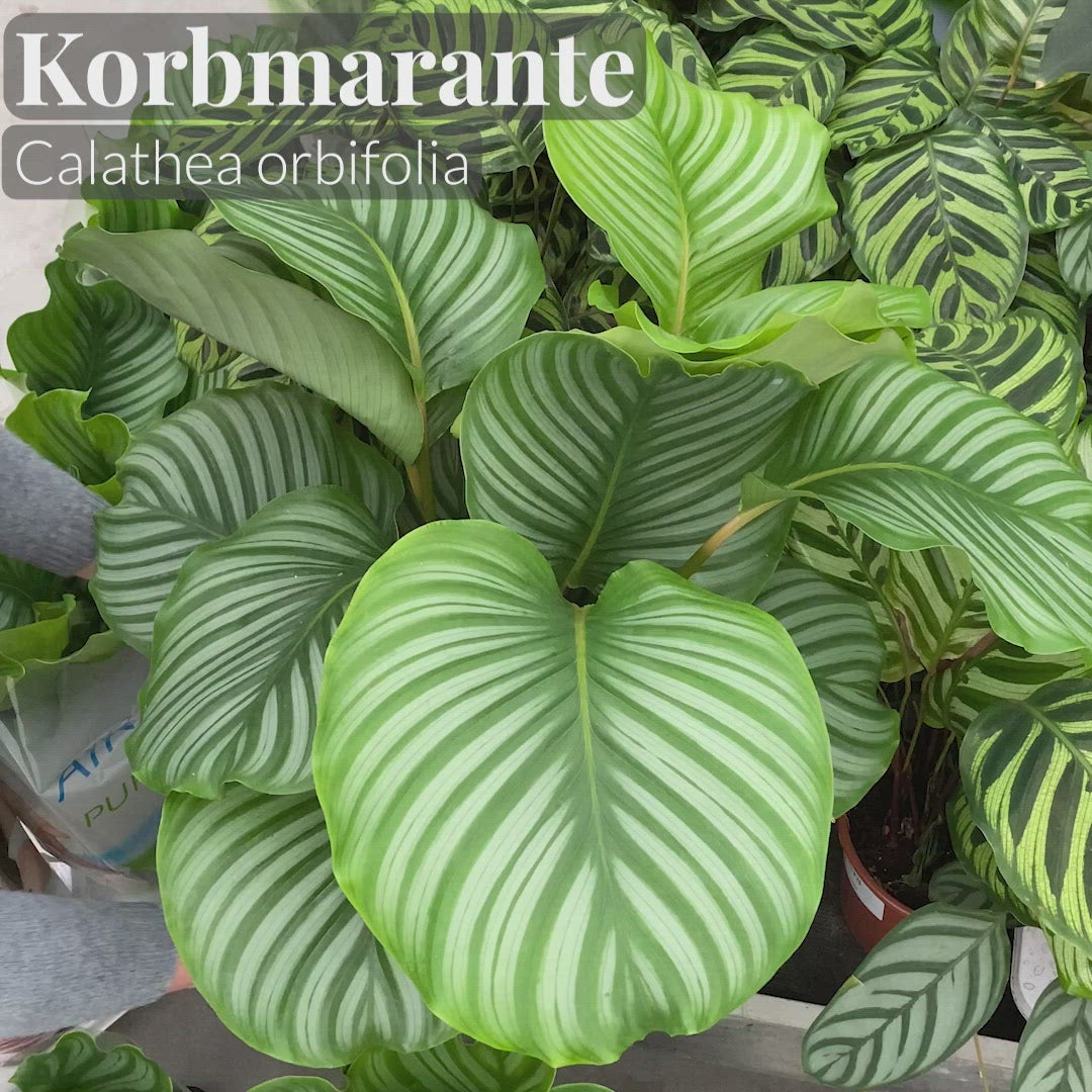 Gärtnervideo Calathea Orbifolia