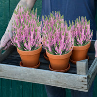 5er Box Rosa-Lila Heidekraut