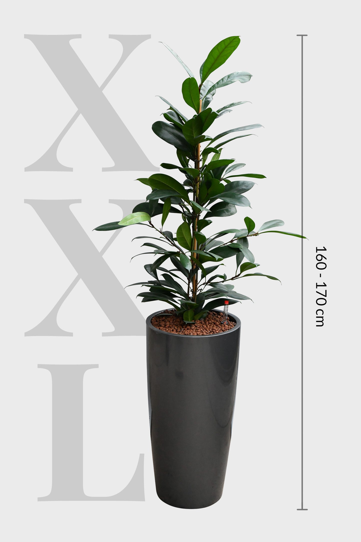 HYDRO SET XL Büropflanze Afrikanischer Feigenbaum mit Vase Classico