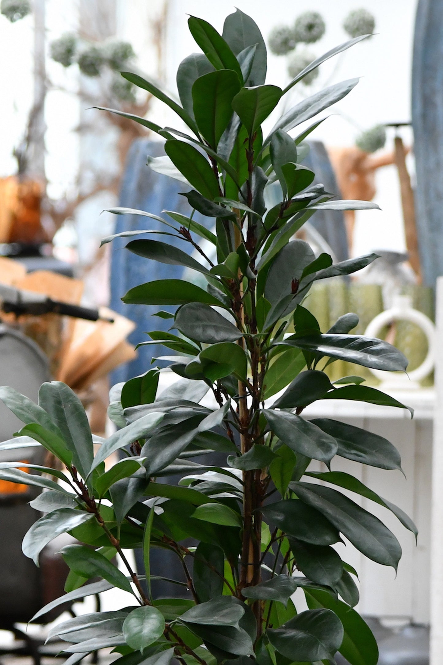 HYDRO SET XL Büropflanze Afrikanischer Feigenbaum mit Vase Classico