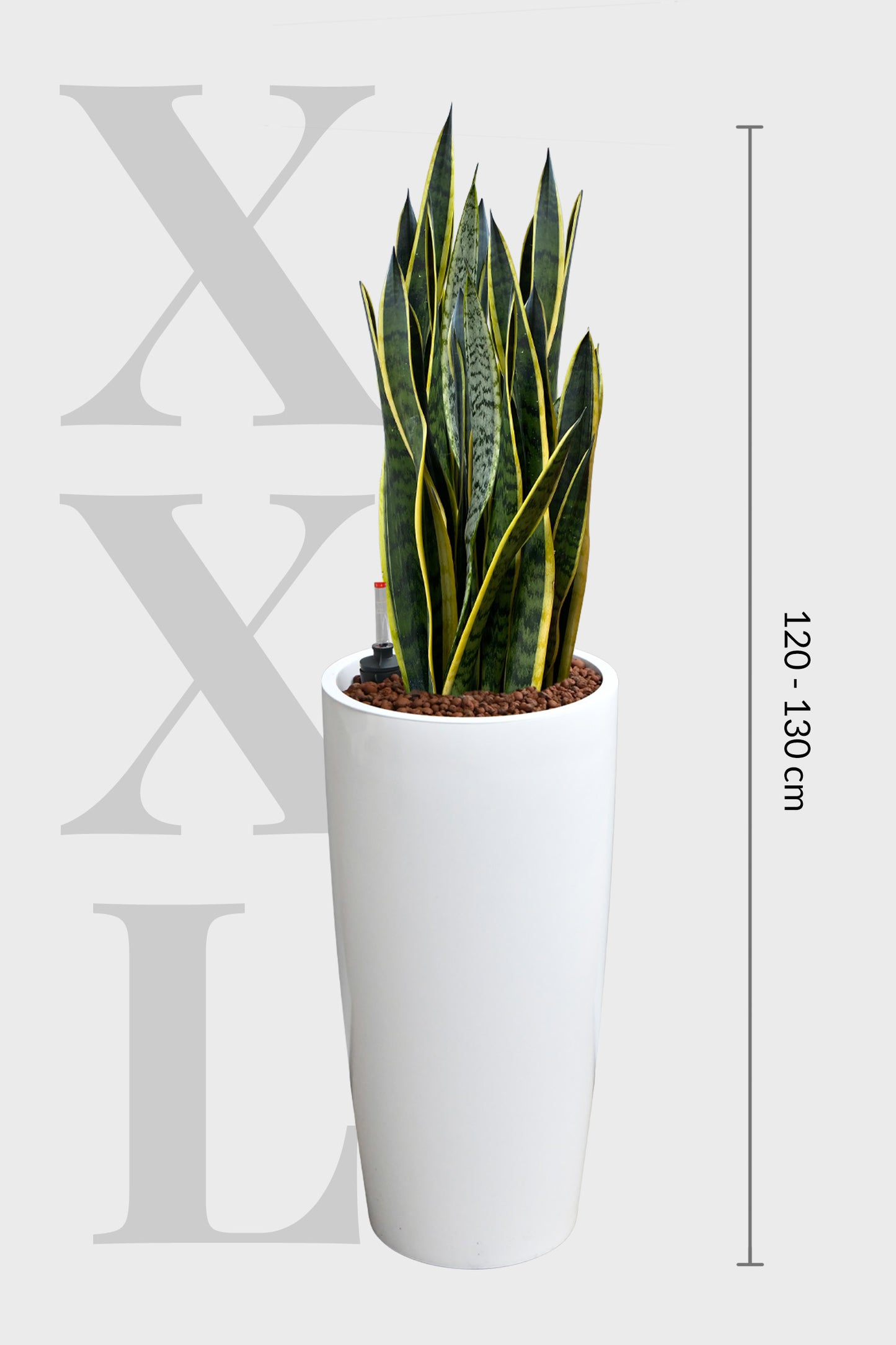 HYDRO SET XL Büropflanze Sansevieria mit Vase Classico