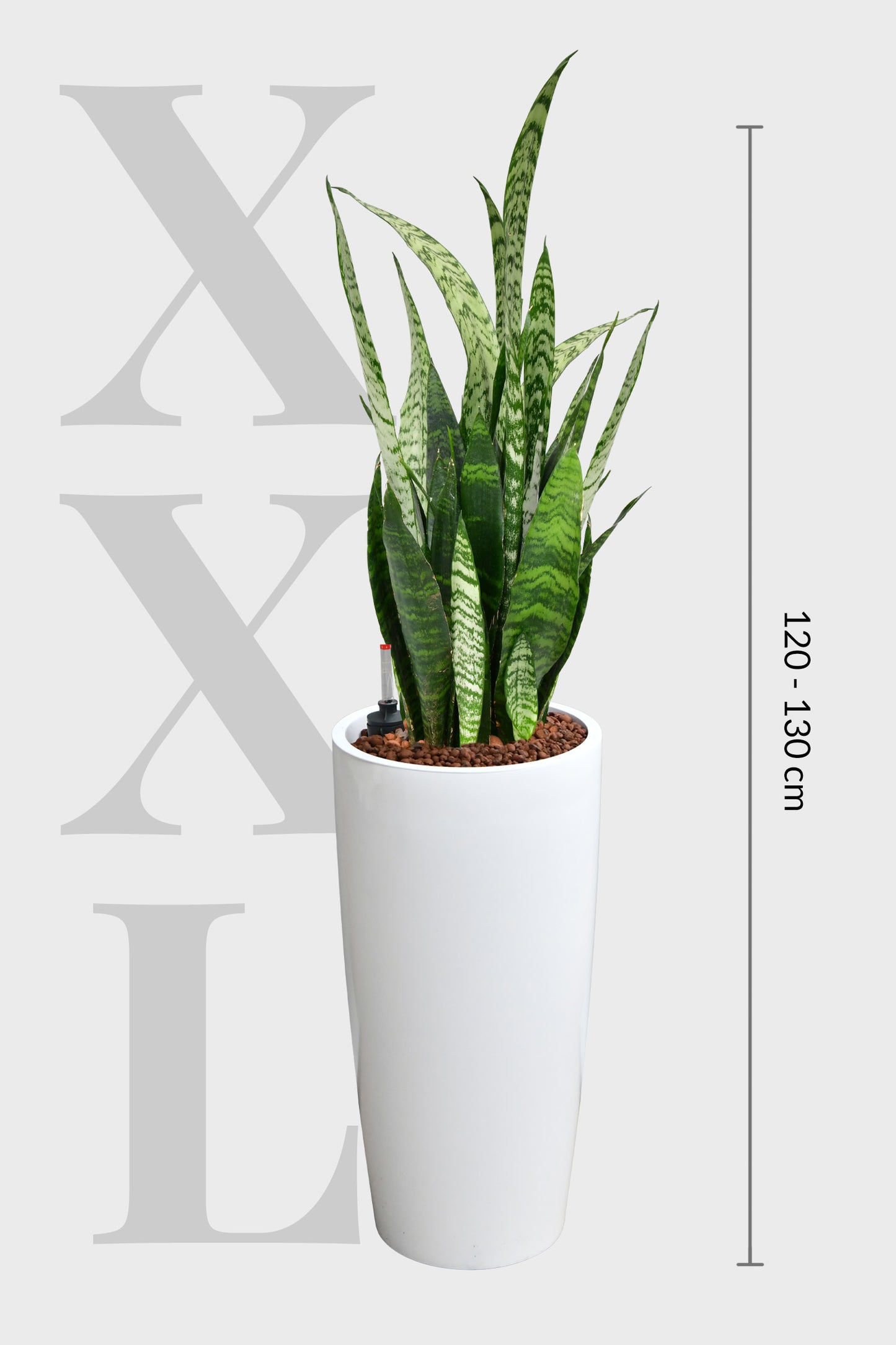 HYDRO SET XL Büropflanze Bogenhanf mit Vase Classico
