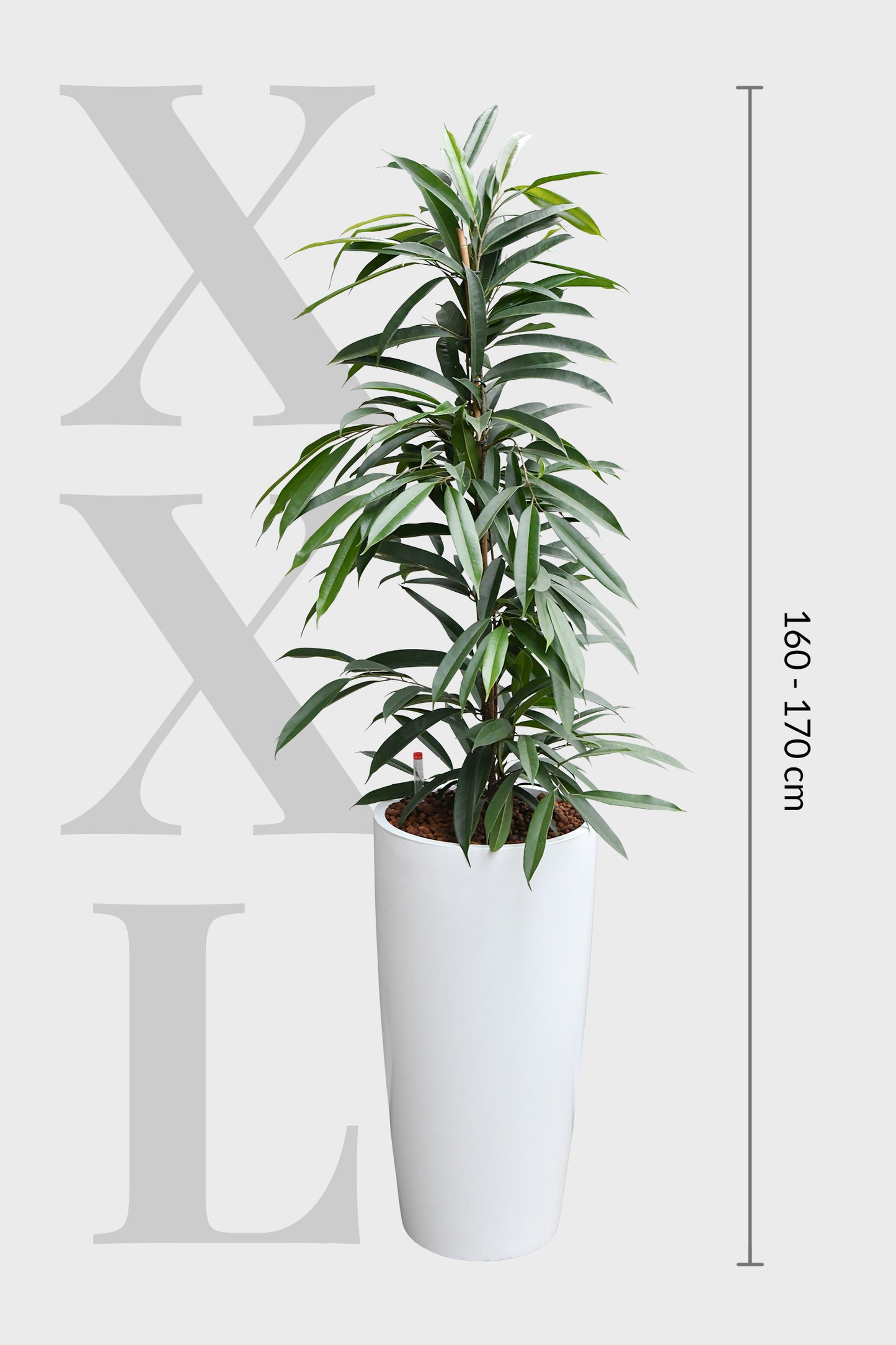HYDRO SET XL Büropflanze Ficus Amstel King mit Vase Classico