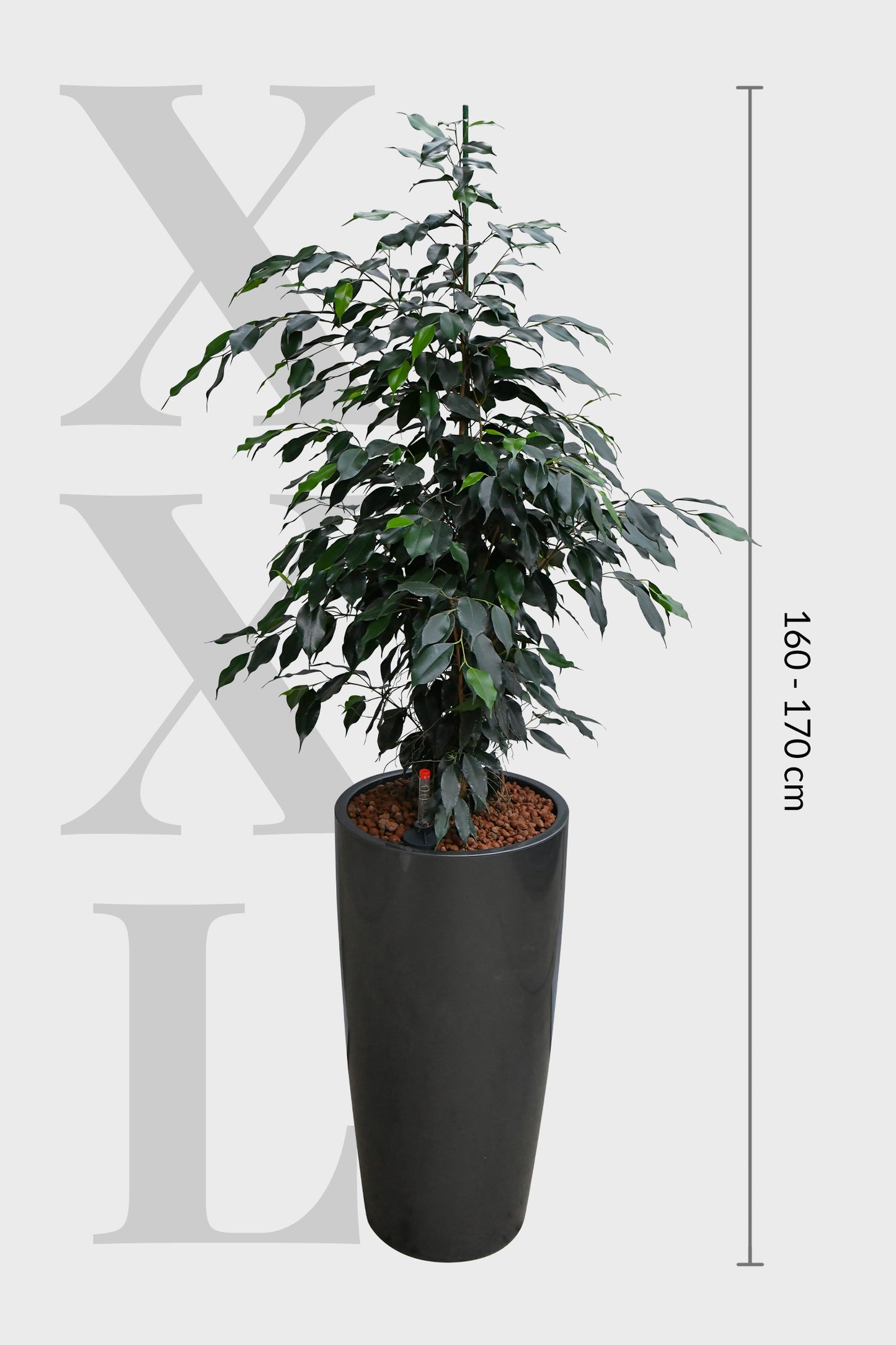 HYDRO SET XL Büropflanze Ficus Benjamina mit Vase Classico