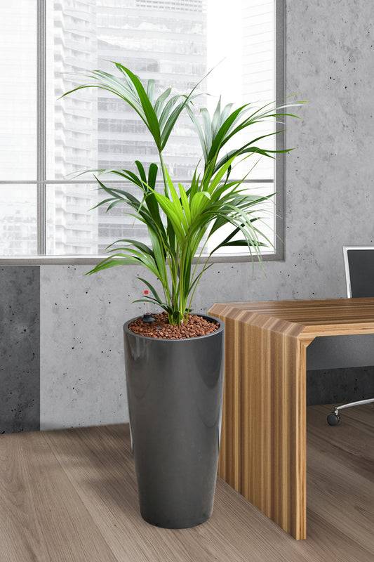 HYDRO SET XL Büropflanze Kentia Palme mit Vase Classico