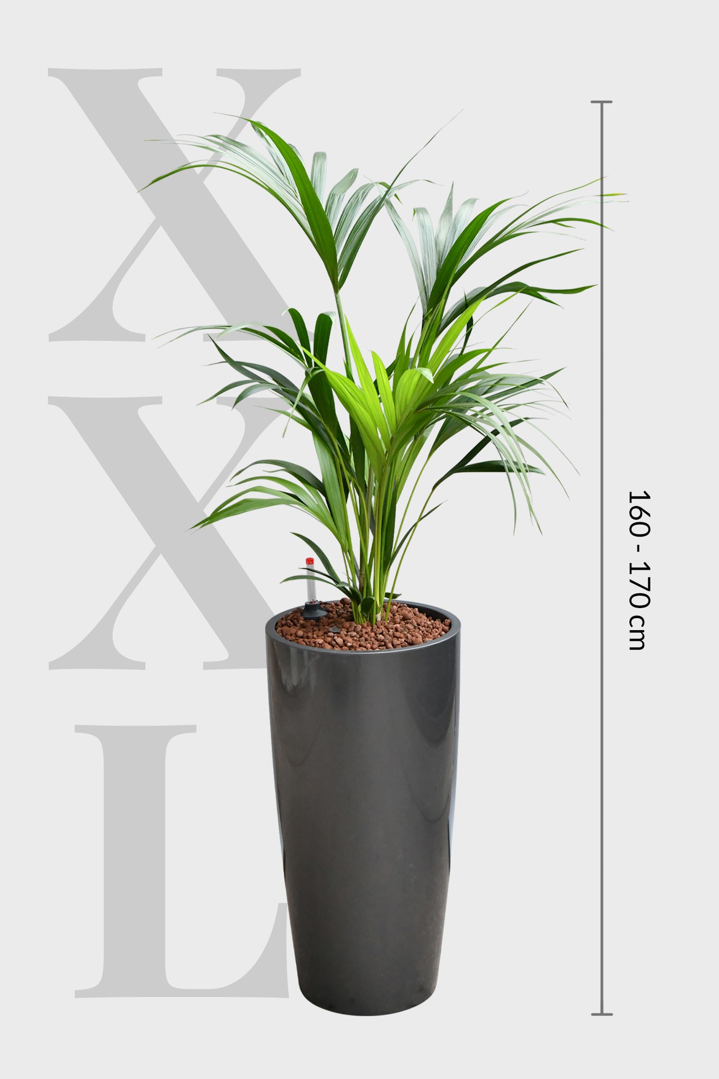 HYDRO SET XL Büropflanze Kentia Palme mit Vase Classico