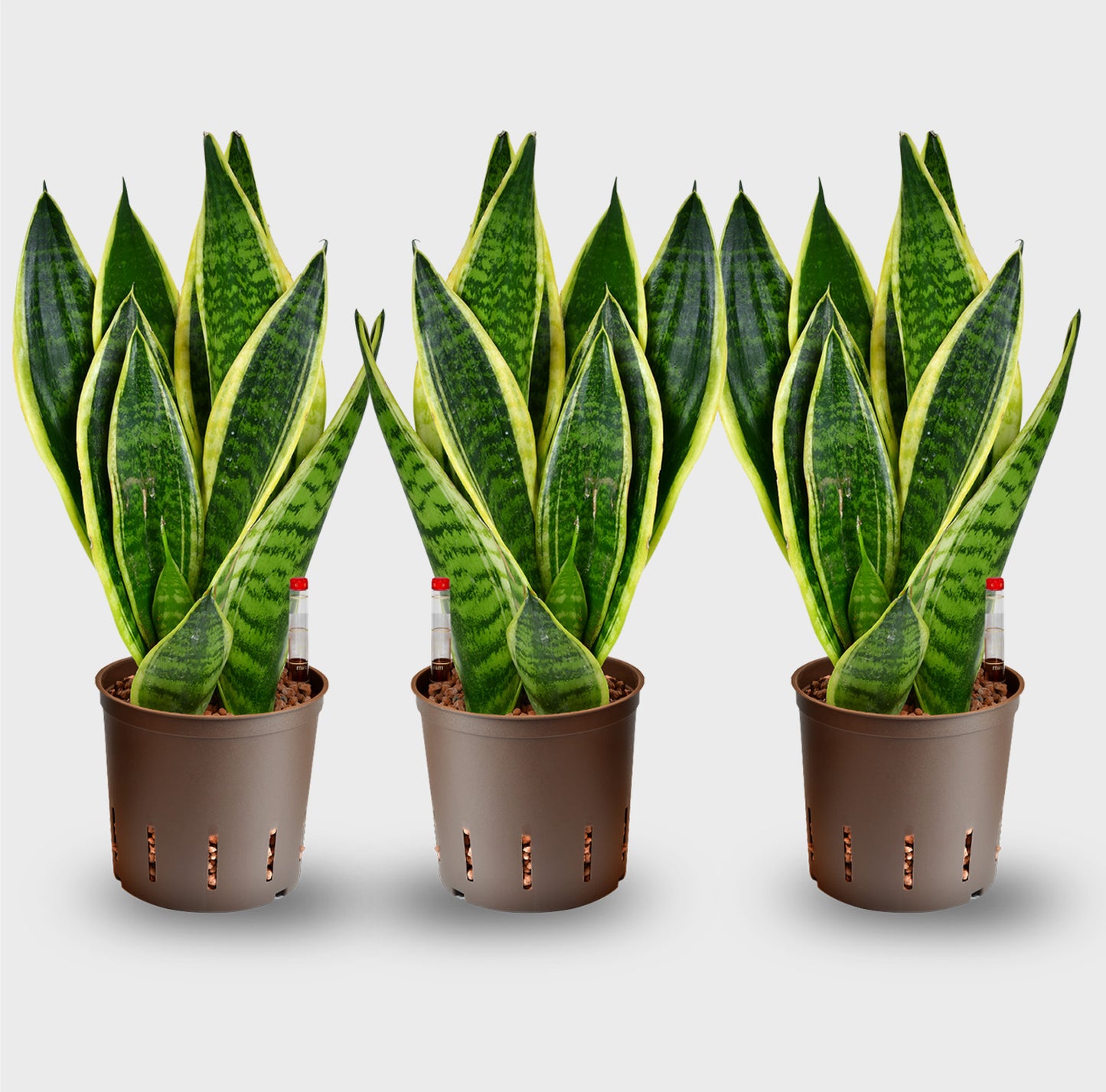 Hydro Büropflanzen Set Sideboard Classico Sansevieria
