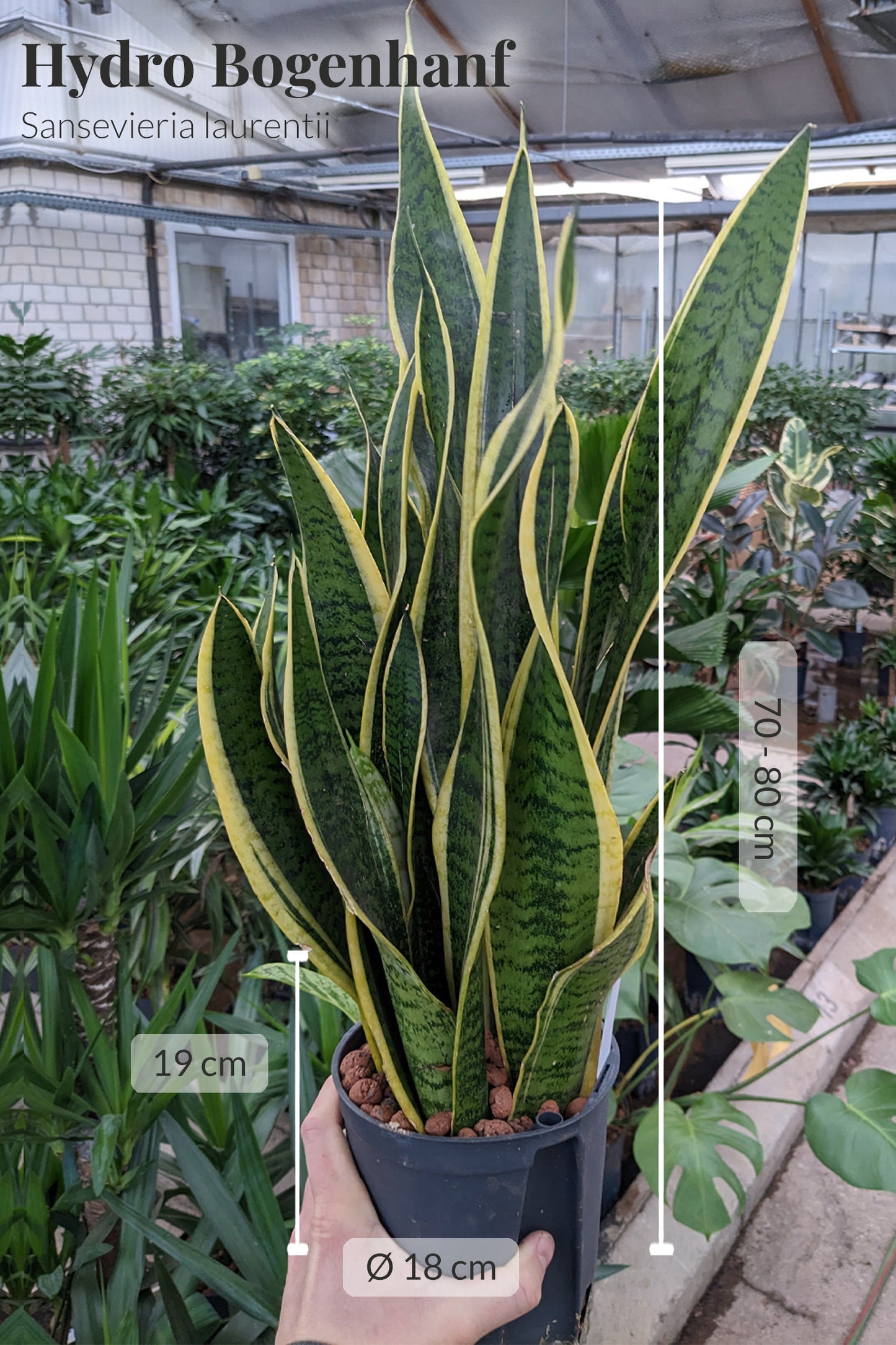 HYDRO SET XL Büropflanze Sansevieria mit Vase Classico