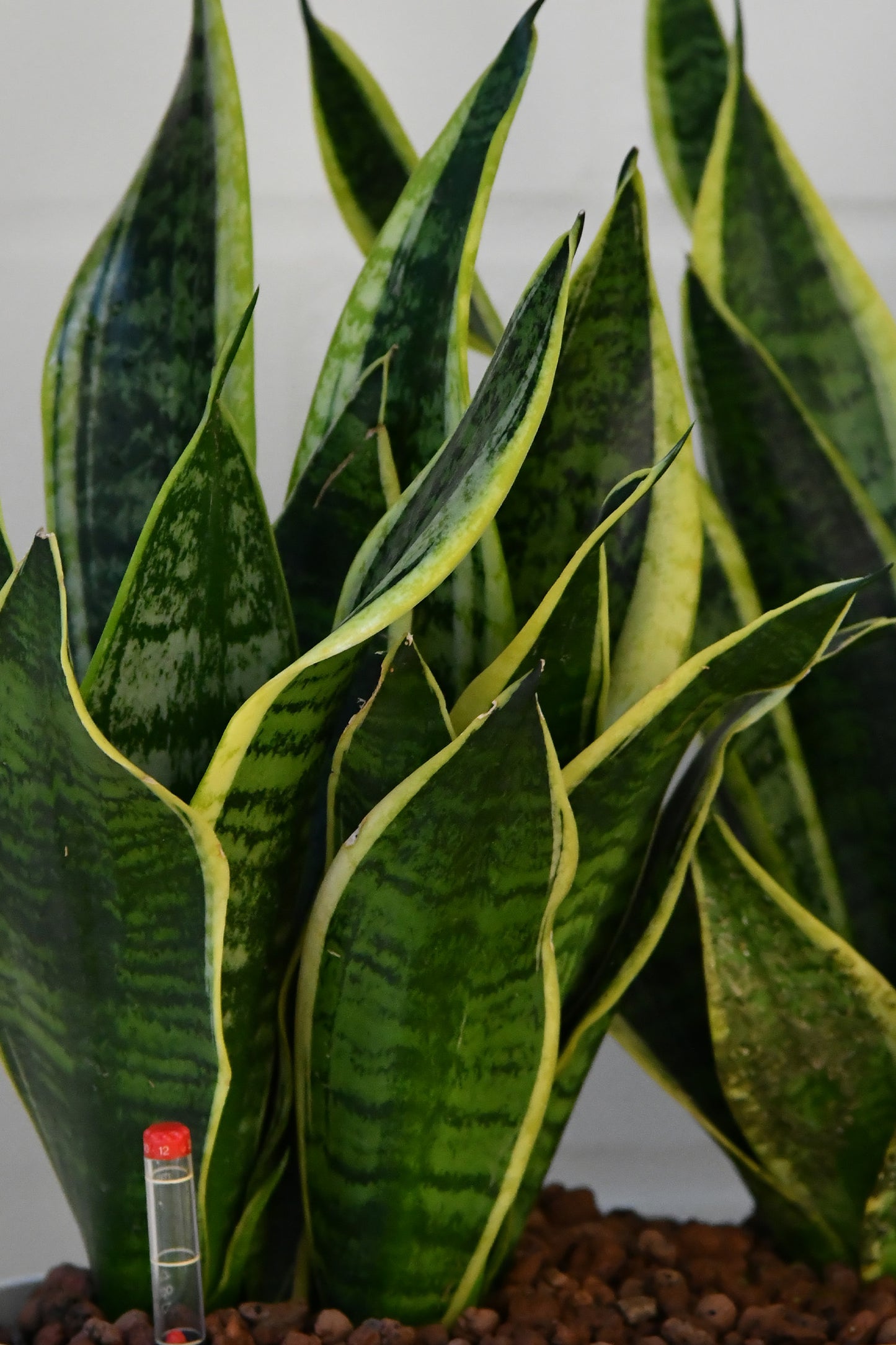 HYDRO SET XL Büropflanze Sansevieria mit Vase Classico
