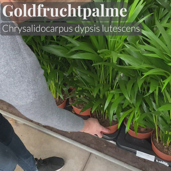 Video der Goldfruchtpalme frisch vom Gärtner