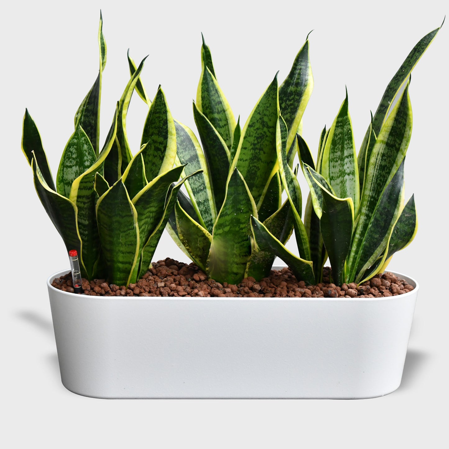 Hydro Büropflanzen Set Sideboard Classico Sansevieria